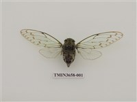 藏品(鼈甲暮蟬)的圖片